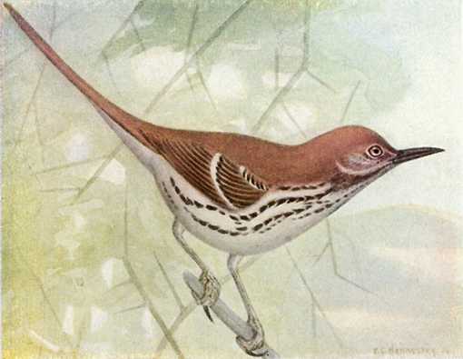 Painting of a brown thrasher perched on a tree branch in typical tail up stance.