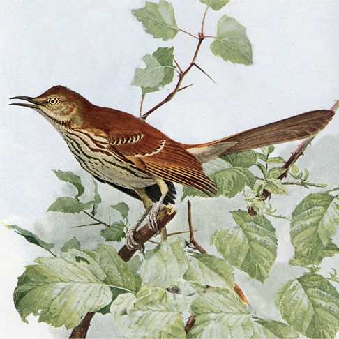 Painting of brown thrasher perched among vine branches and green leaves.