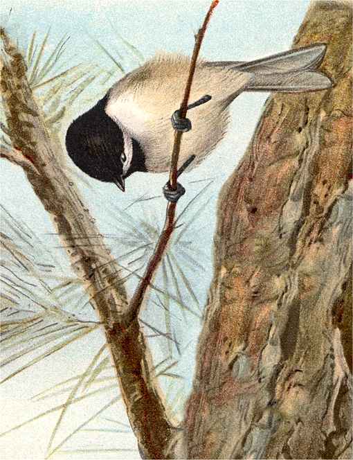 Painting of a Carolina Chickadee perched on a twig of a coniferous tree.
