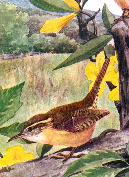 Painting of a Carolina wren foraging along fallen timber with flowers and vegetation in the background.