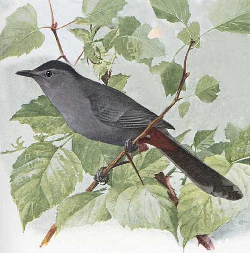 Watercolor painting of a catbird perched among foliage branches and leaves.