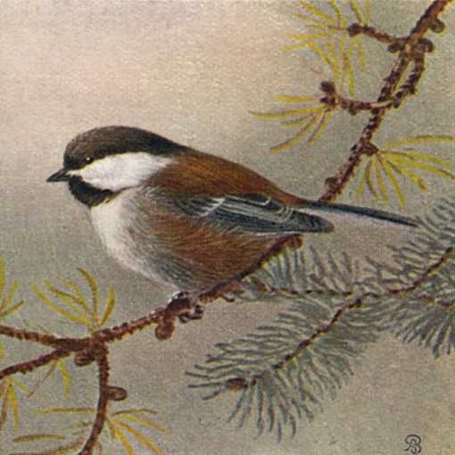 Painting of a chestnut-backed chickadee perched on a coniferous tree branch