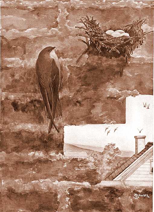 Painting of chimney swift clinging to the inside of a brick chimney near its nest.