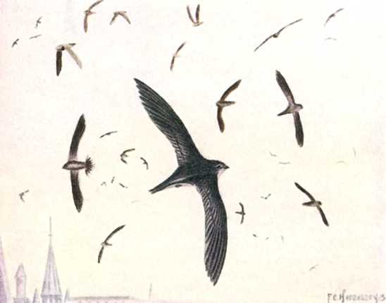 A painting of a flock of chimney swifts flying high with a sky background.