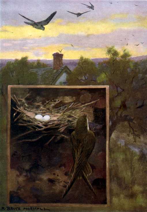 Painting of chimney swifts flying over a home with a prominent chimney among trees against an early evening sky and a second inset scene of a swift nest with eggs.