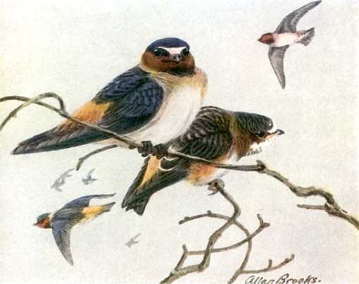 Painting of cliff swallows perched high in a tree and flying.