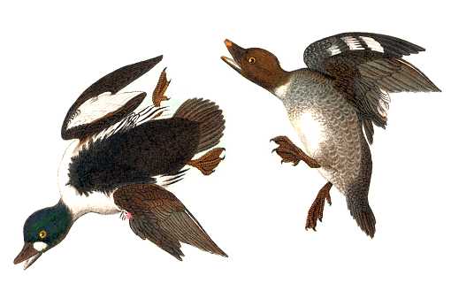 Common Goldeneyes by John James Audubon Painting of Common Goldeneyes in typical Audubon bird contortions.