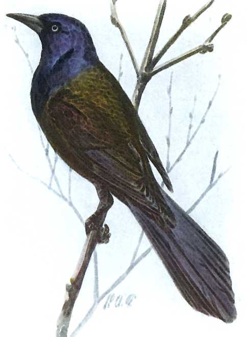 Common grackle perched in a bush.