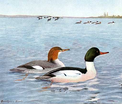 Painting of common mergansers in a large lake with flying duck flocks and a distant shore in the background.