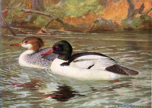 Painting of common mergansers paddling in a lake near shore and forest.