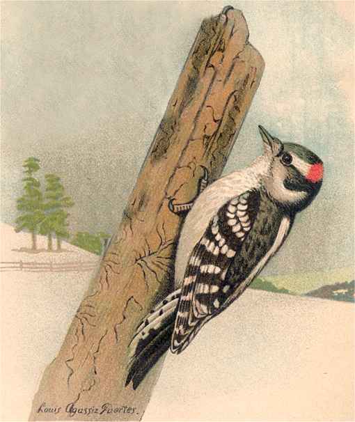 Painting of a downy woodpecker clinging to the side of a tall tree stump against a snowy wintery background.