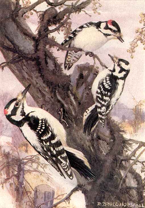 Painting demonstrates size difference between a hairy woodpecker and two smaller downy woodpeckers.