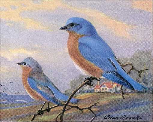 Painting of an eastern bluebird pair perched on twigs with field and home among trees in the background.