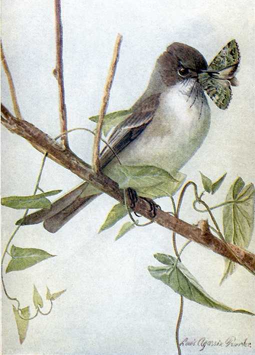 Painting of an eastern phoebe perched on a twig with a moth in its bill.