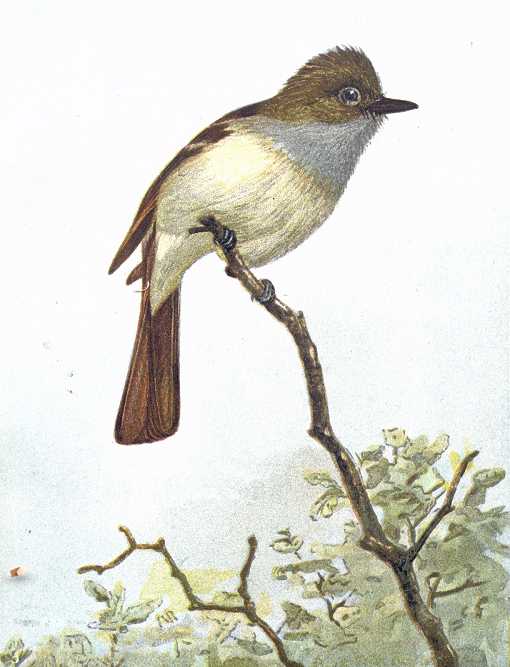 Painting of a great-crested flycatcher perched on a branch with tree tops in the background.