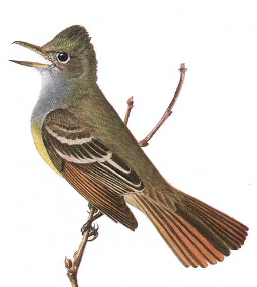 Great-crested Flycatcher by Louis Agassiz Fuertes Painting of a singing great-crested flycatcher perched on a twig.