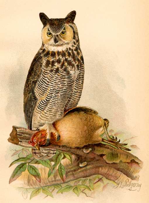Great Horned Owl by John L Ridgway Painting of a great horned owl perched on a log with a captured grouse.