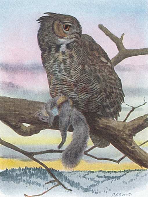 Great Horned Owl Painting of a great horned owl perched in a tree with prey in its talons in a snowy forest.