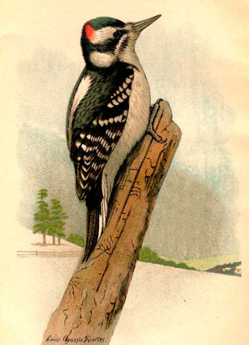 Hairy woodpecker perched on a fallen tree trunk in a wintery setting.