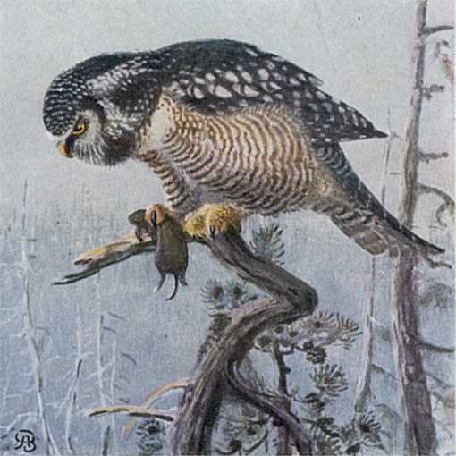 Painting of a hawk owl perched in a tree with its prey in talons.