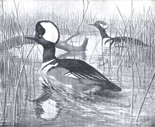 Painting of hooded mergansers paddling in a lake among reeds and fallen timber.