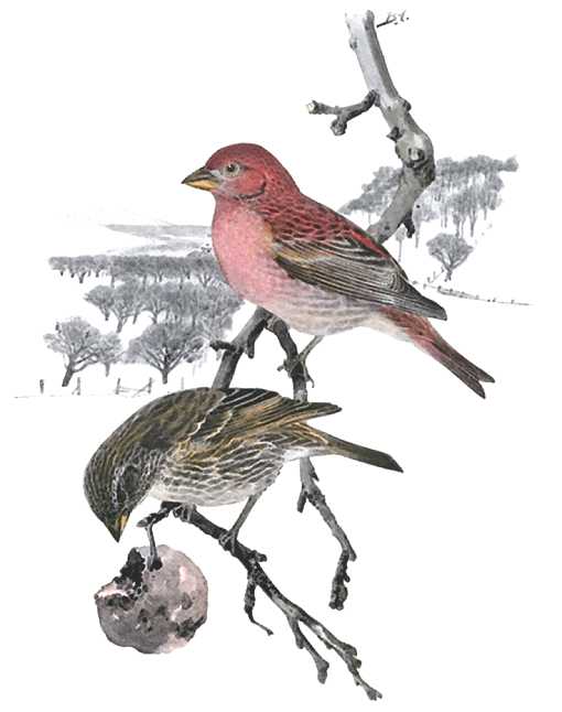 Painting of a house finch pair perched on a with a snowy winter forest scene in the background.