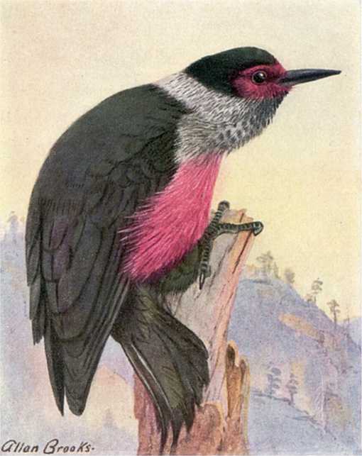 Painting of Lewis's woodpecker perched atop a decayed tree trunk with wooded mountain foothills in the background.