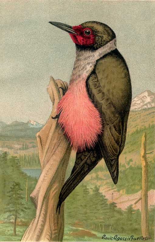 Painting of a Lewis's woodpecker perched on a decayed tree trunk with a coniferous forest in a valley and snow capped mountain in the background.