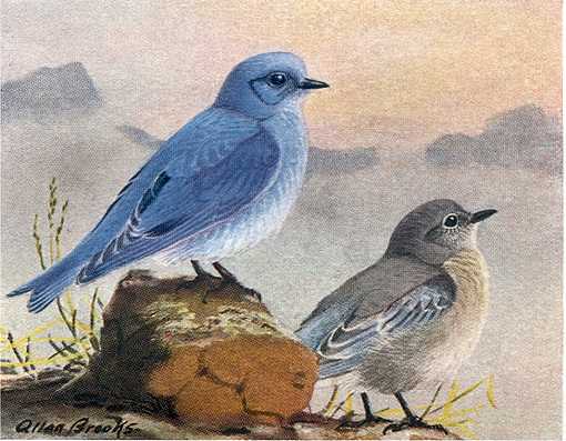 Painting of a mountain bluebird adult and juvenile perched on rocks and mountain peaks in the background.
