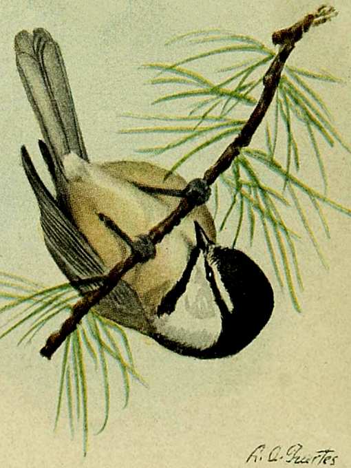 Painting of a mountain chickadee hanging upside down from a coniferous tree twig.