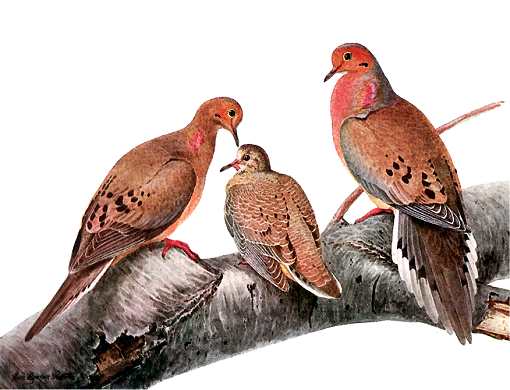 Mourning Dove Family Painting of mourning dove family perched on a tree branch.