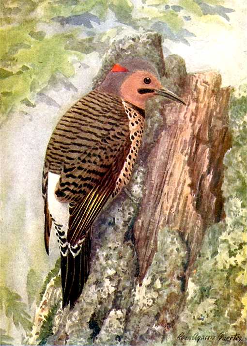 Northern flicker perched on a tree stump amidst foliage.