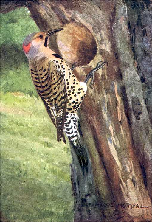 Painting of northern flicker perched on the side of a tree trunk below the entrance hole of it's tree cavity and beautiful bright green grass below.