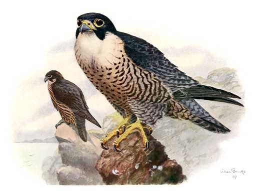 Painting of a peregrine falcon pair perched high on rock outcroppings.