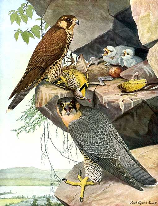 Painting of peregrine falcon parents and young in their high rock outcropping nest. 