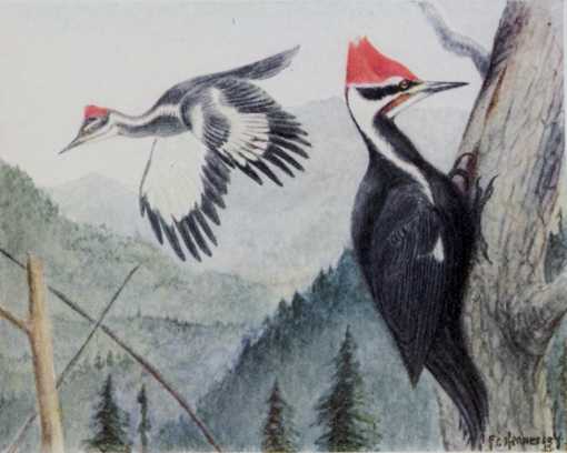 Painting of pileated woodpecker perched below a tree cavity entrance hole and another flying and a forested mountain background.