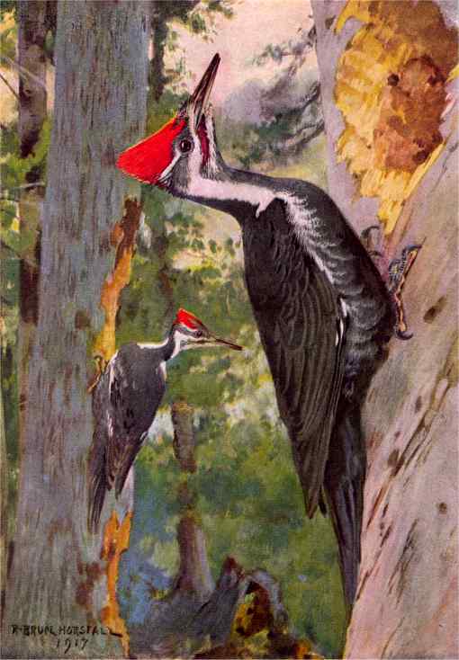 Painting of a pileated woodpecker pair near their tree cavity entrance hole.
