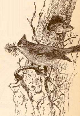 A woodcut print of an oak titmouse pair, one returning to a tree cavity with nest building foliage and its mate leaving the cavity.