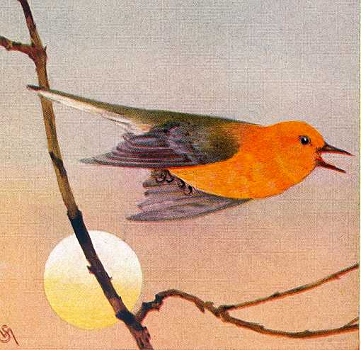Painting of a prothonotary warbler flying past a rising sun background.