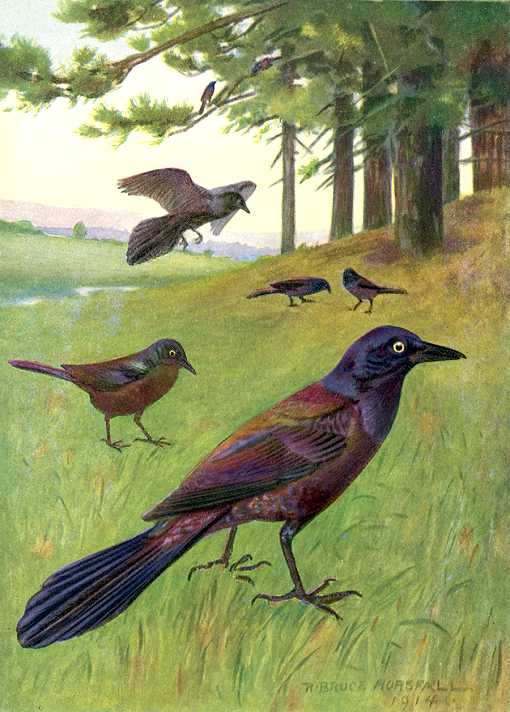 Painting of a flock of grackles foraging on green grass along a woodland edge.