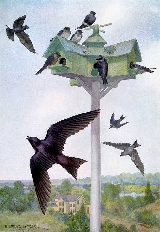Painting of purple martins soaring, foraging for flying insects over and around their house.