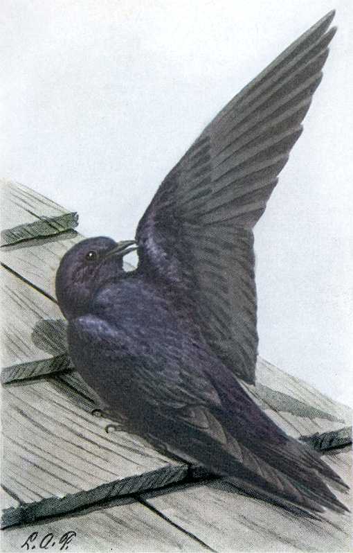 Painting of a purple martin perched on a wood roof shingles.