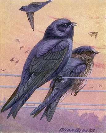 Painting of purple martins perched on high line wires under a colorful sunlit sky.
