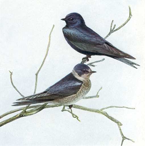 Painting of purple martins perched on tree branches.