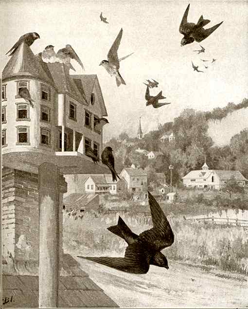 Illustration of purple martins flying and foraging for insects near their home.