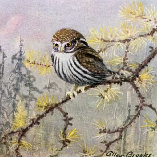 Painting of a pygmy owl perched on a tree branch in a coniferous forest.
