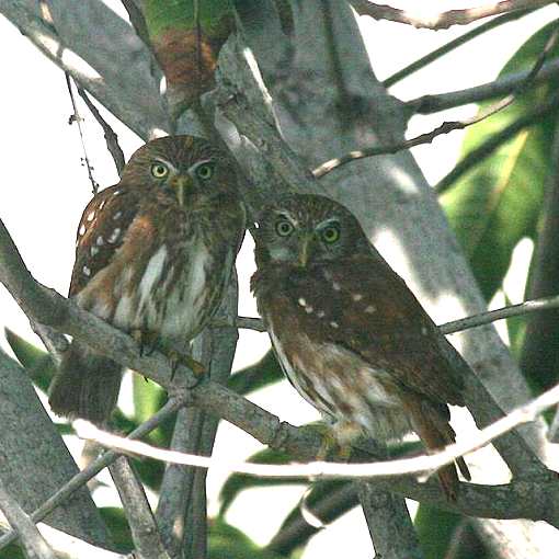 Pygmy owl pair perched in a tree.