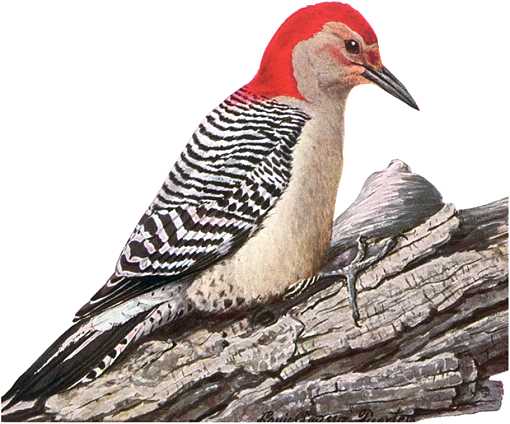 Painting of red-bellied woodpecker perched on a fallen log.