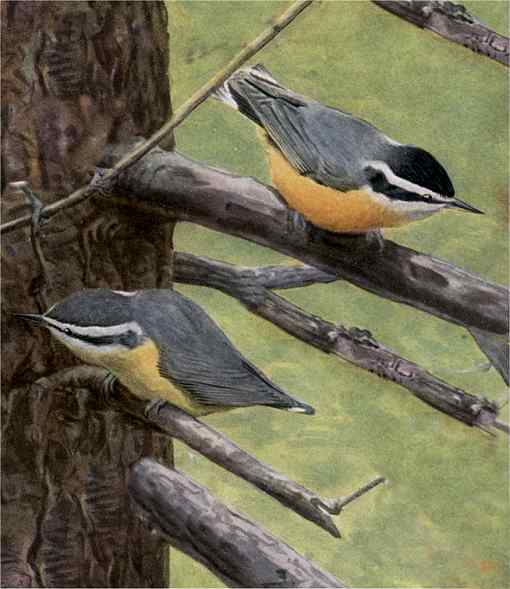 Red-breasted Nuthatches Painting of red-breasted nuthatches perched on tree limbs