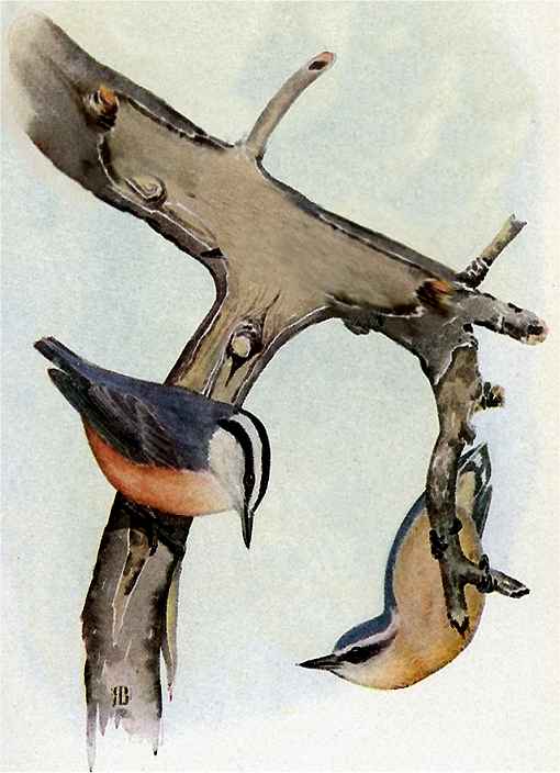Red-breasted Nuthatches by Rex Brasher A painting of red-breasted Nuthatches foraging on a tree limb
